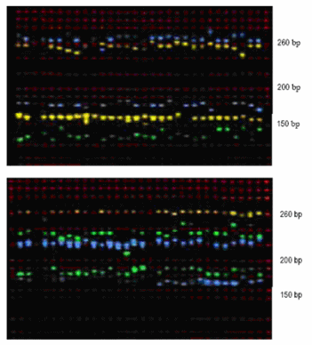 Figure 3. Gel Image for Genotypes of Isolates of K. brevis From Waters of Florida and Texas.