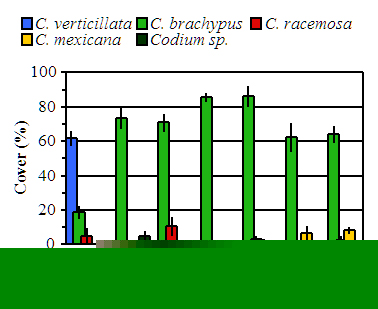 Biotic Cover of HAB Macroalgae  at PA Site.