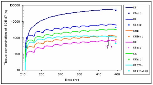 Figure 11B. Simulation of BDE-47 Exposed at a Concentration Corresponding to Repetitive Oral Exposure Over 10 Days of 1 mg/kg/d During Gestation at GD18.