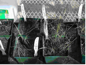 Figure 1. Canada Wild Rye and Side-Oats Grama Growing in a Small Pot Study After 1 Month of the Study