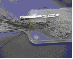 Figure 2. Leaf and Root Biomass for Switch Grass Separated From Soil and Sludge During the Initial Screening Study