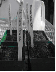 Figure 3. Growth of Side-Oats Grama and Canada Wild Rye After 2nd Day, 1st Week, and 4th Weeks of Planting