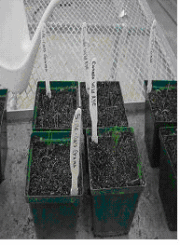 Figure 3. Growth of Side-Oats Grama and Canada Wild Rye After 2nd Day, 1st Week, and 4th Weeks of Planting