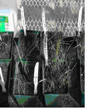 Figure 3. Growth of Side-Oats Grama and Canada Wild Rye After 2nd Day, 1st Week, and 4th Weeks of Planting