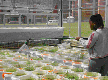 Figure 7. Greenhouse (Department of Natural Sciences) Used for Task 1 Study Where the Individual Treatments Were Arranged in a Random Block Design