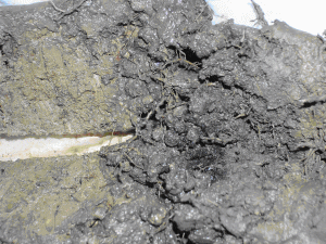 Figure 14. Figure Shows Root Penetration Through Soil Amendment and Sludge Layers Observed Across All Treatments