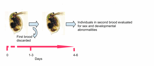 Figure 1. Screening Assay Used To Evaluate Chemicals for Terpenoid and Antiecdysteroid Activity Using the Crustacean D. magna