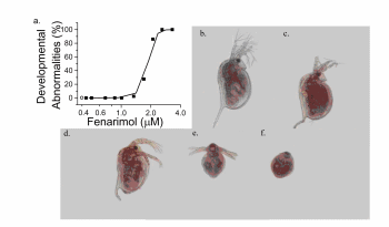 Figure 7. Developmental Abnormalities Among Neonatal Daphnids Resulting From Exposure to the Antiecdysteroidal Fungicide Fenarimol.