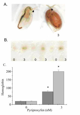 Figure 9. Induction of Hemoglobin in Daphnids (D. magna) Exposed to 0 or 3 nM Pyriproxyfen.