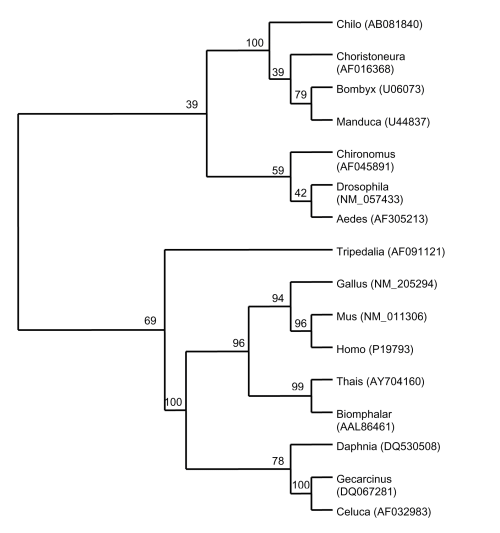 Figure 15. Phylogenetic Tree for the Ligand-Binding Domain of RXR.