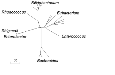 Figure 1. Phylogenetic Tree (Sequence Relationship Among the 16S rRNA Genes) of Emerging Potential Indicator Organisms