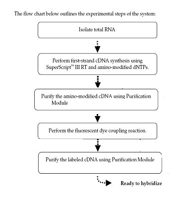 Figure 5. Experimental Steps for the Labeling of RNA Targets to be Hybridized to the Array.