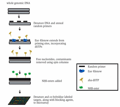 Figure 5. Experimental Steps for the Labeling of DNA Targets to be Hybridized to the Array.