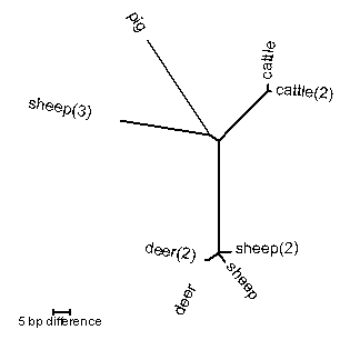 Fig 1 A Nucletide tree of the 957 bp long shiga toxin 2 gene (stx2) from E. coli. Alleles from various sources including deer, sheep, pig, and cattle are included.