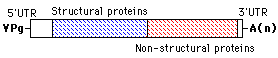 Figure 3. A typical picornaviridae genome