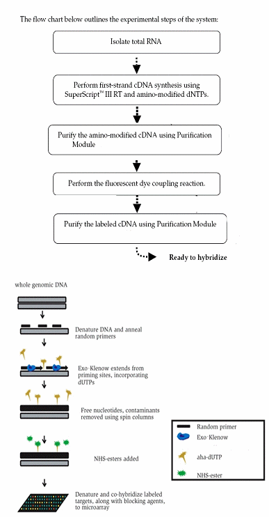 Figure 5. Top. Experimental steps for the labeling of RNA targets to be hybridized to the array. Bottom. Experimental steps for the labeling of DNA targets to be hybridized to the array.