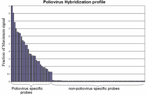 Figure 5. Poliovirus LS-C-1 hybridization results