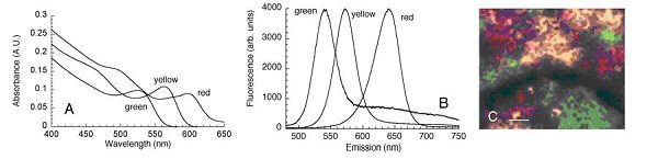 Figure 1. CdSe QD photoluminescence in physiological saline at 25-37 °C.