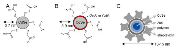 Figure 2. Chemical composition of the most commonly used QDs in biological applications.