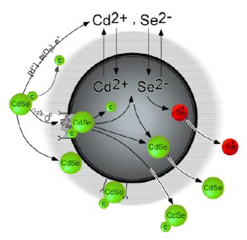 Figure 3. Conceptual diagram of CdSe quantum dot (QD, green spheres with small sphere conjugated attached) interactions with a bacterial cell.