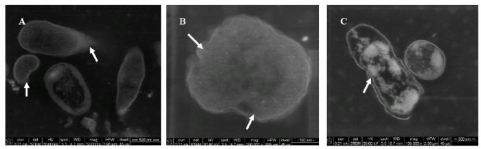 Figure 7. STEM micrographs of QD – treated cells showing membrane holes (A), blebbing (B), and a cell wall detached from the plasma membrane (C).