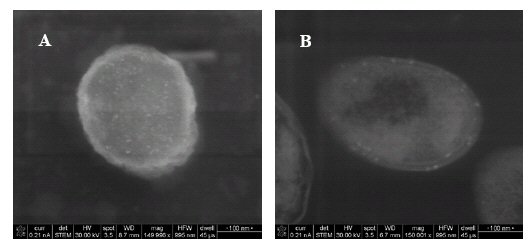 Figure 8. STEM micrographs of QD – treated (A) and Cd(II) – treated (B) P. aeruginosa cells.