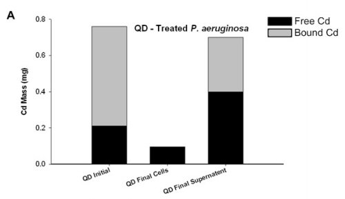 Figure 9. Free (black) and bound (grey) cadmium mass balance in CdSe quantum dot – treated (A) and cadmium acetate – treated (B) P. aeruginosa planktonic cultures.