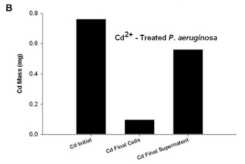 Figure 9. Free (black) and bound (grey) cadmium mass balance in CdSe quantum dot – treated (A) and cadmium acetate – treated (B) P. aeruginosa planktonic cultures.