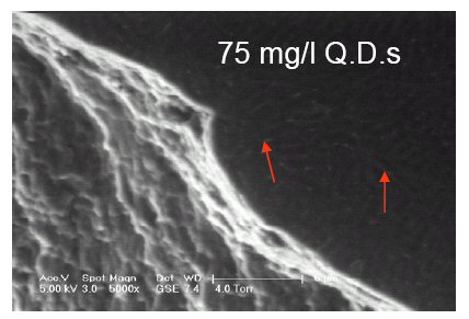 Figure 12. Accumulation of QDs in extracellular polymers of biofilm PG201