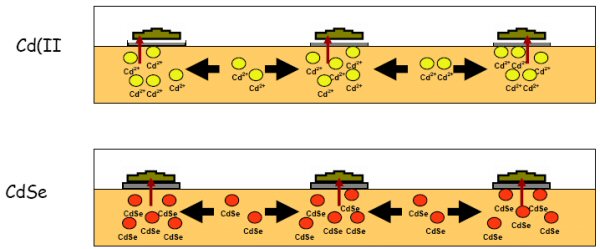 Figure 13. Depiction of observed accumulation of Cd(II ) (top) and CdSe QDs (bottom) in solid media beneath membranes with associated biofilms.