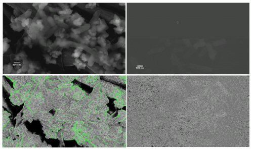 Figure 14: Association of dopamine-conjugated core-shell (ZnS) CdSe QDs with washed, exponential phase Escherichia coli cells as visualized with ESEM, showing A) clusters of QDs (bright regions) around cells, B) enhanced image variety (see Priester et al. in Publications, 2007) at the cell and QD cluster perimeters, C) the relative absence of electron-dense regions in control (no QD) cells, and D) lack of image variety with control cells.