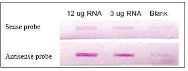 Dot Blotting of Different Concentrations of Total RNA (Head) vs. DIG-Labeled Riboprobe