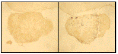 Hybridization With CYP19b Riboprobe, Adult Female Medaka: Sense Probe (left) Shows No Staining; Antisense Probe (Right) Shows Specific Staining in the Hypothalamus of the Brain. No counterstain