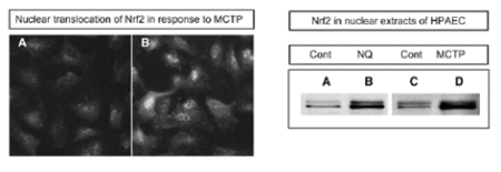 Figure 2. Nrf2 Translocation in Pulmonary Artery Endothelium in Response to Treatment With Either Naphthoquinone (1uM) or Monocrotaline Pyrrole (0.1 mM).