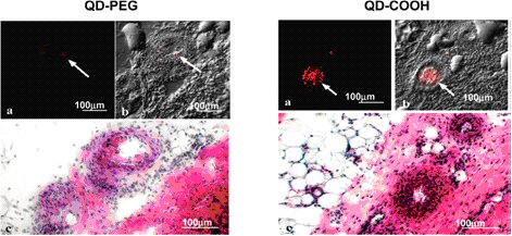 Figure 3. Laser scanning confocal microscopy.