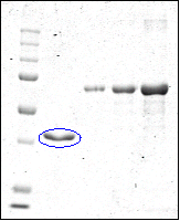 Figure 1. Purified recombinant ERα-LBD in fusion with his[6]-thioredoxin (blue circle in lane 2).