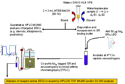 Figure 2. Analytical strategy for isolation and analysis of xenoestrogens from wastewater using receptor-affinity extraction coupled with HPLC-MS/MS analysis