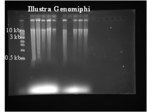 Figure 1. Visualization of DNA Quality.