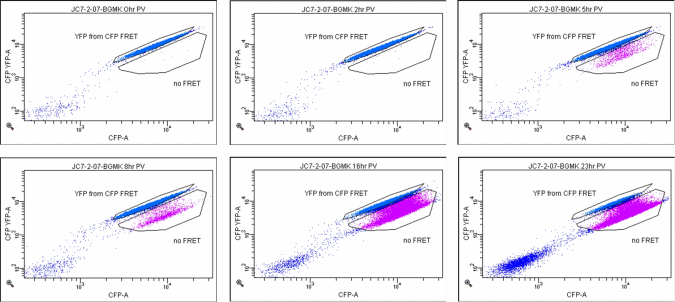 Figure 3. Time Course of PV1 Infection of the BGM-PV Cells.