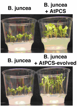 Figure 1. Comparison of B. juncea and B. juncea Transformed With Either AtPCS or the Evolved Variant.