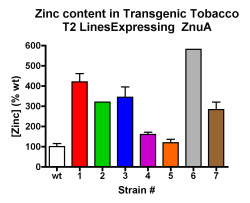 Figure 2. Increased Zinc Content in ZnuA Expressing Plants.