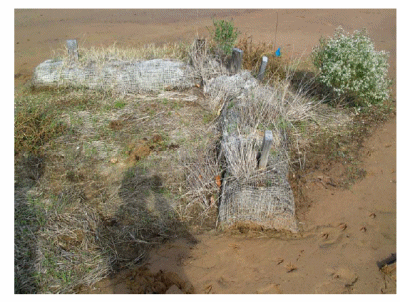 Figure 5. V-shaped fiber rolls and volunteer Baccharis on a role & amendment plot at the Schuler Oil and Gas Field, south Arkansas, May 19, 2006.