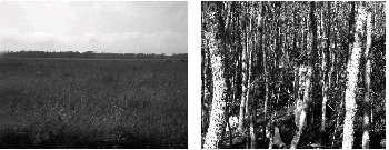 Coastal prairie kept free of Sapium by annual mowing (left). An adjacent area is a Sapium forest 25 years after mowing was stopped (right).