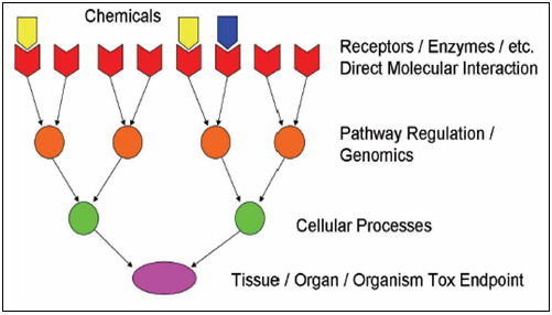 Toxicity pathways across multiple scales of biological organization