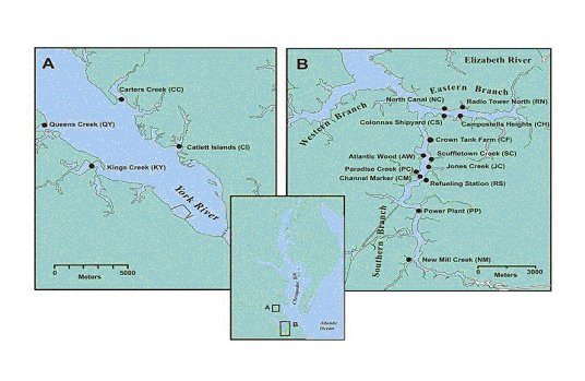 Figure 1. The original (Panel B, nine South Branch sites), and new (four York River sites and four Eastern Branch Elizabeth River sites) sites from which mummichog genetic data were collected.