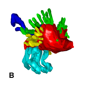 Surface-Rendered Reconstruction of DES-Treated (0.1 µg/kg), 19-day Male Fetus (One Male - Dorsolateral View). Urethra (red), dorsocranial gland (dark blue), dorsal prostate (green), lateral prostate (yellow), and ventral prostate (pale blue)