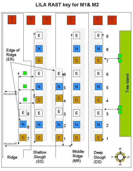 Figure 1. Diagrammatic representation of LILA mesocosms 1 and 2 showing RAST plots where C = Cladium jamaicense, N = Nymphea odorata, and E = eleocharis cellulose.