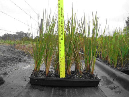 Figure 2. Commercially grown Cladium jamaicense.