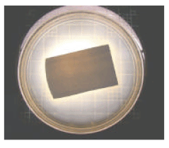 A coating with TDA’s biocidal nanocomposites that showed zero fungal growth.