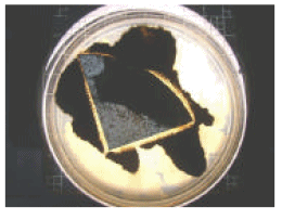 A negative control coating sample without any biocides